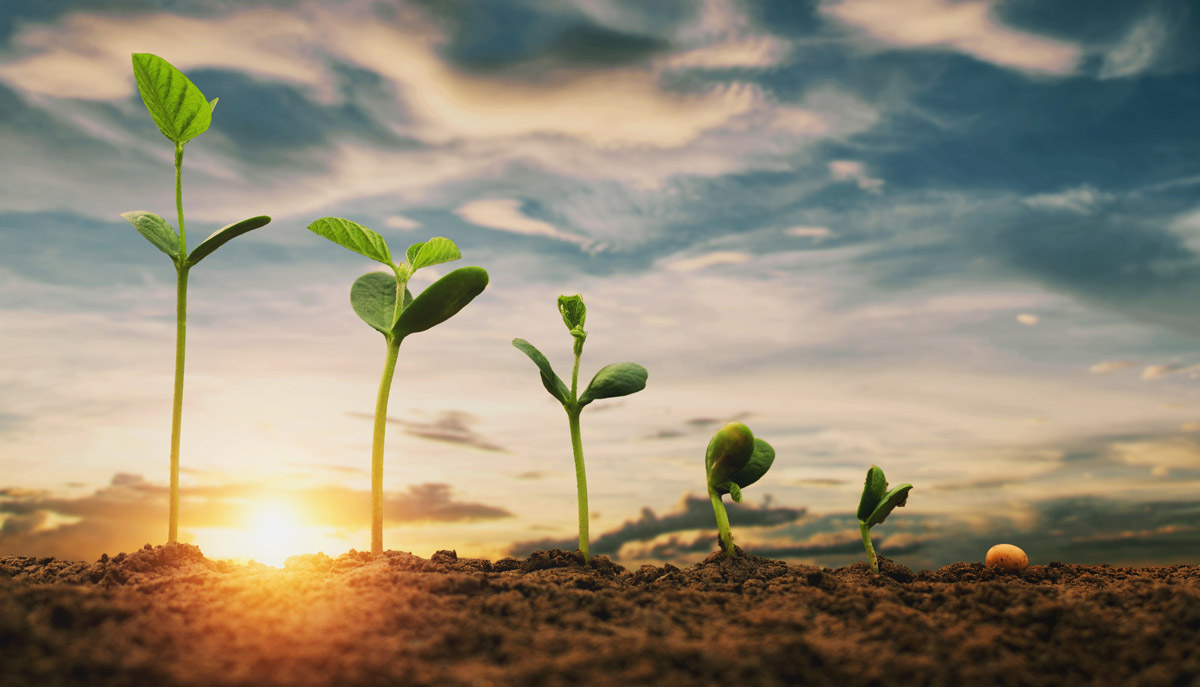 Agricultura ecológica y técnicas de cultivo que debes conocer